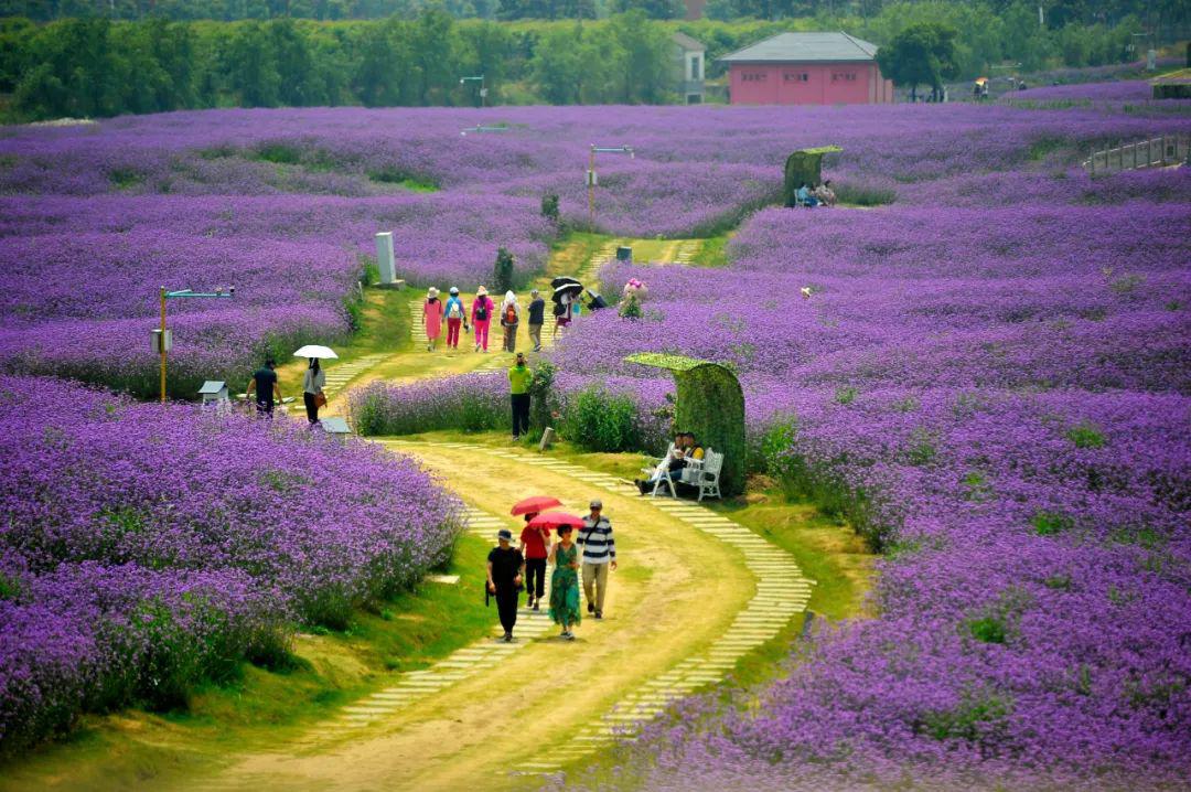 紫!_花海