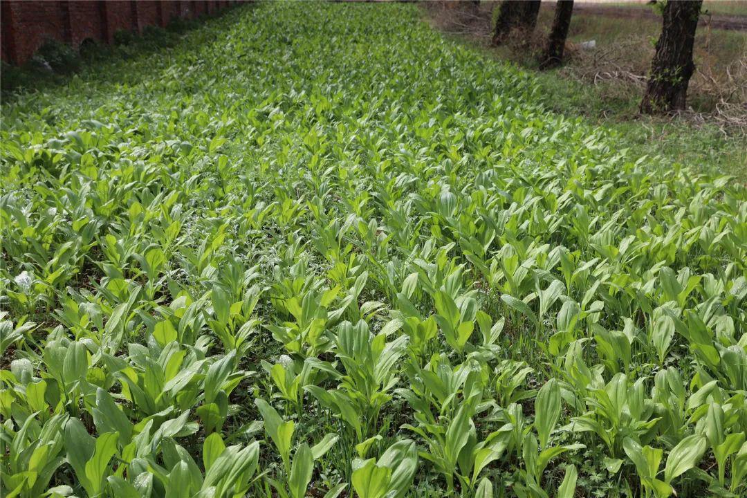 龙镇农场有限公司发展寒葱产业助推林下经济发展_手机搜狐网