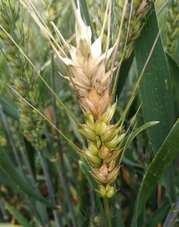 小麦白穗怎么回事?这5点要知道