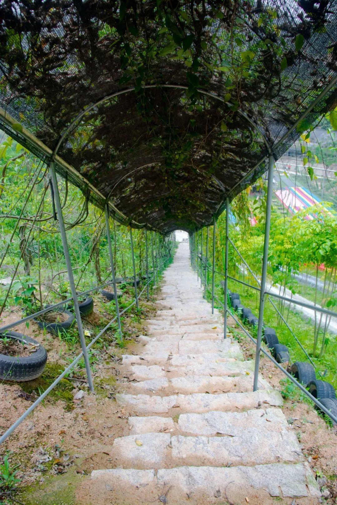 漳州金鸡山滑草图片