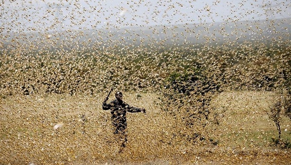 27年来最严重蝗灾侵袭印度,正摧毁西部和中部农作物_蝗虫