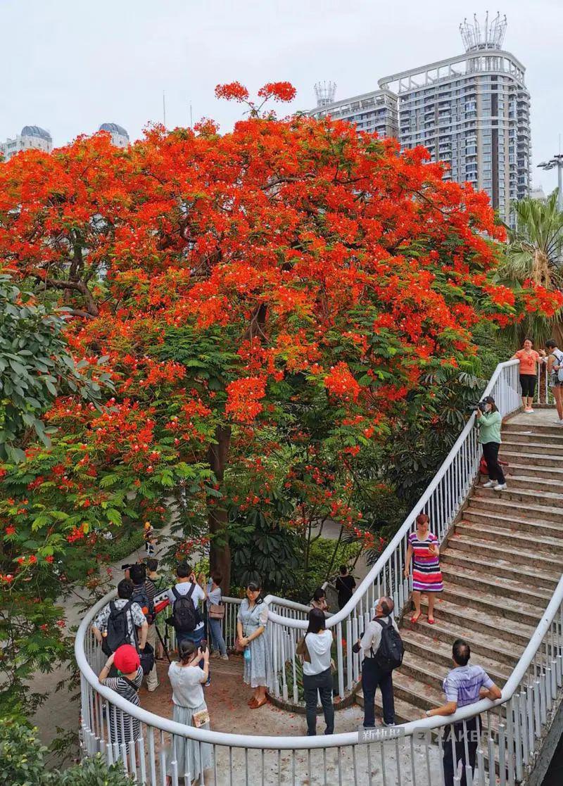 五月广州最美不过凤凰花_越秀公园