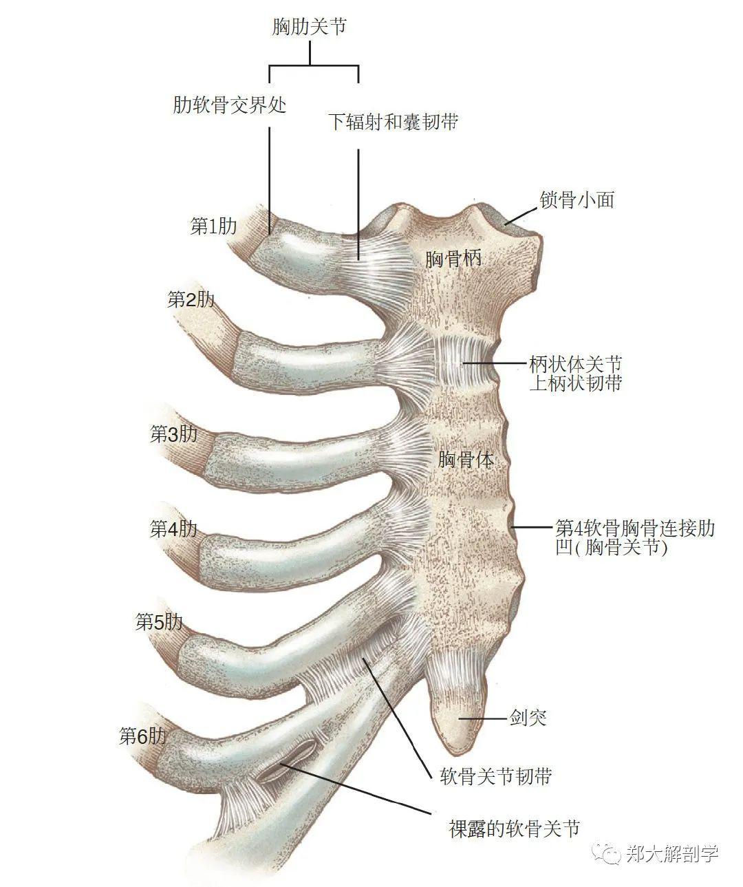 肋结节相关节图片