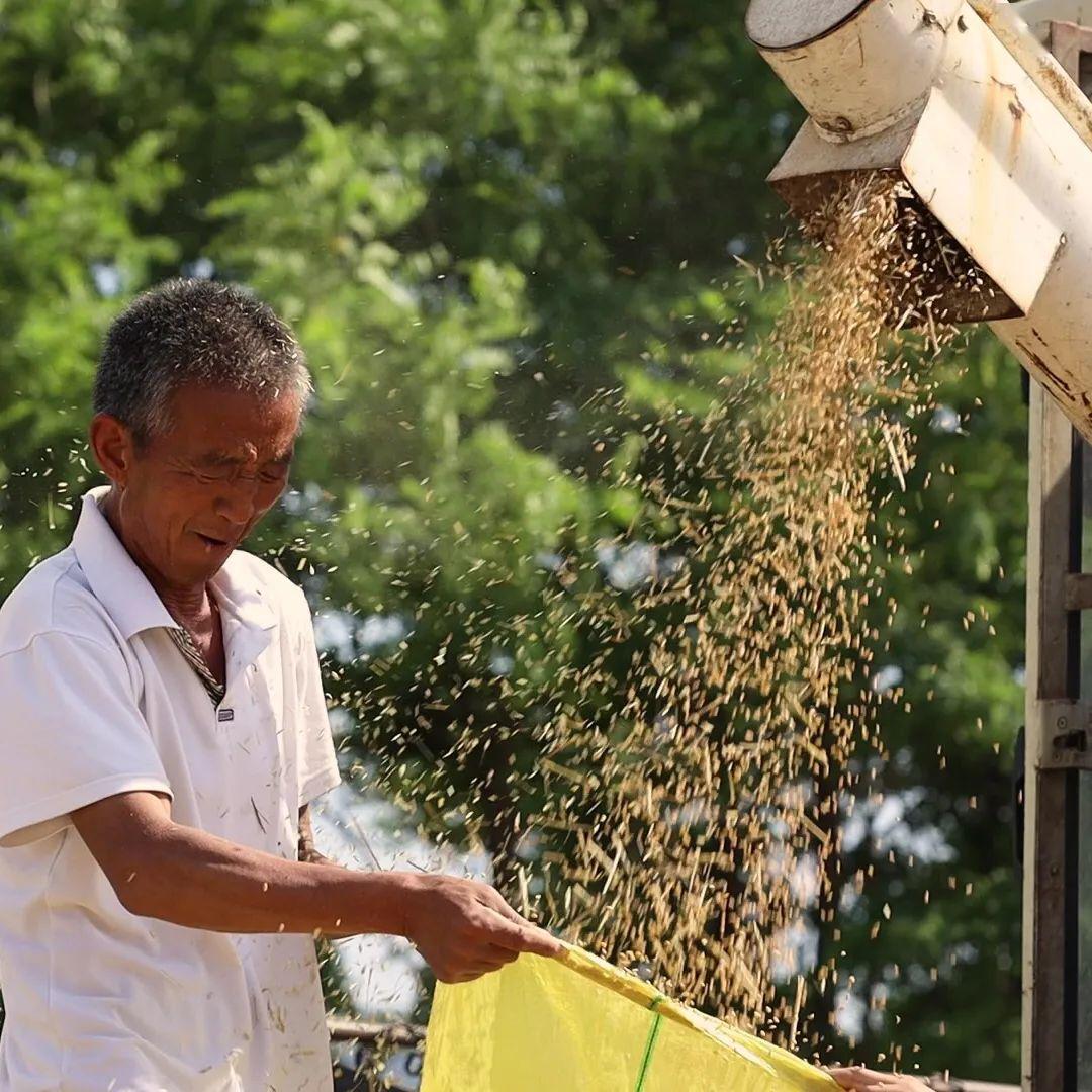5月25日,在盐湖区银张村,农户正在装麦子,金灿灿的小麦颗粒饱满.