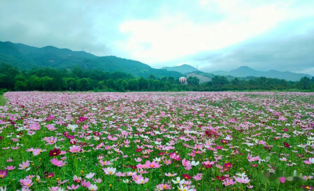 临海上江村百花园票价图片