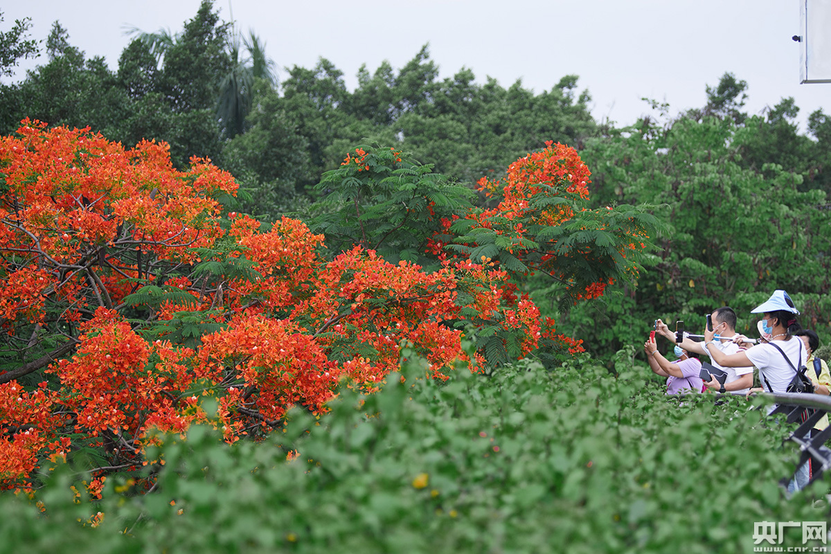 目前,廣州主要的鳳凰木賞花點包括白雲大道,同泰路,新滘東路,海珠