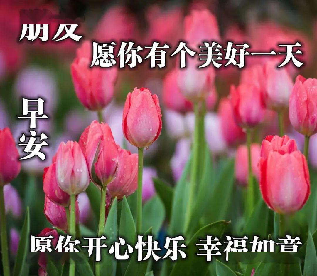 最新早上好表情炎炎夏日早上好的问候语图片带字