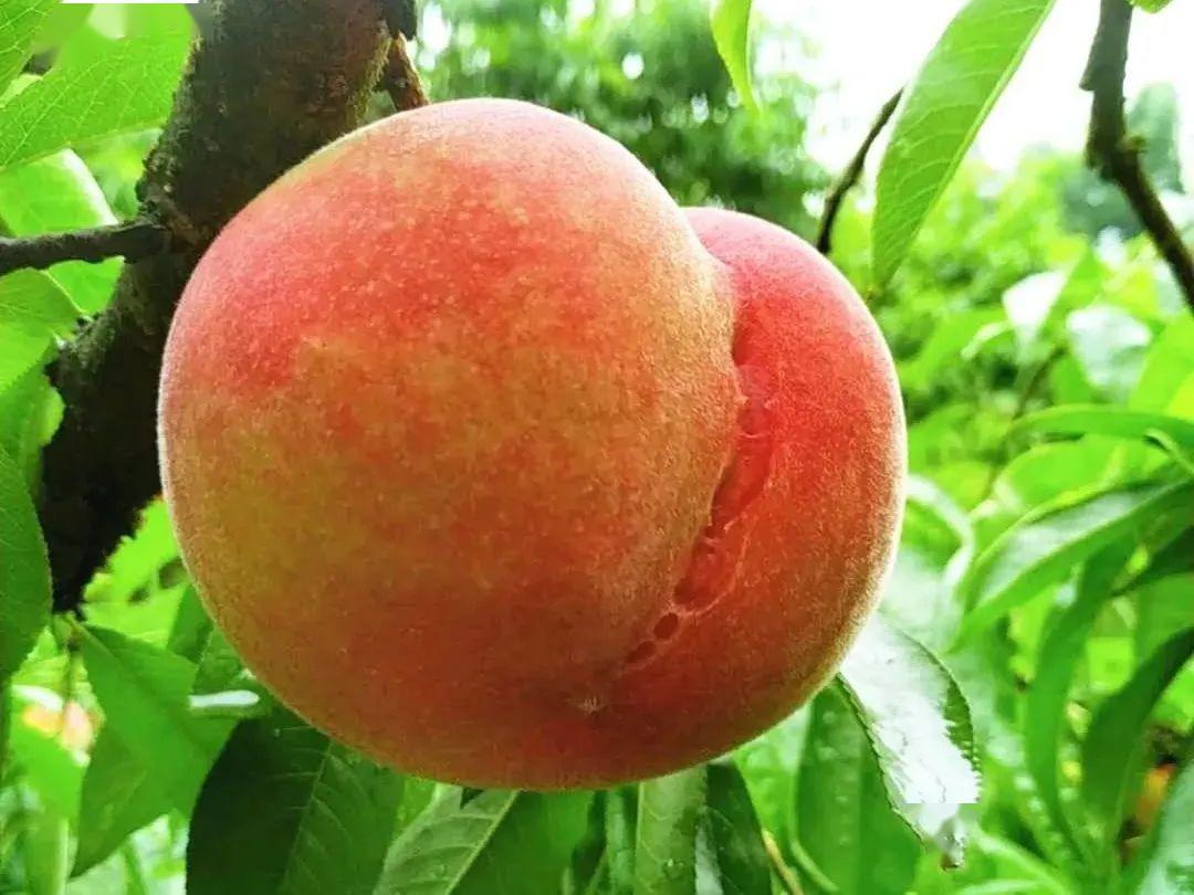 桃之"邀邀" | 东温泉桃子熟了,甜到心里头的滋味!