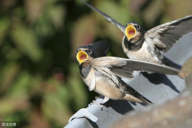 家燕归巢,"预兆"春天到来的迅捷精灵,眨眼的功夫就消失不见了