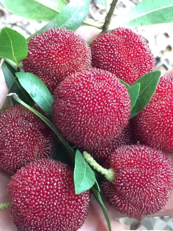 世界青田,"杨"名天下",青田农文旅推介会走进温州!_杨梅