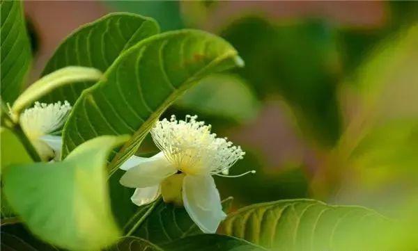 杨桃花杨桃模样有点像茶花跟想象中差不多山竹的花保亭山竹让