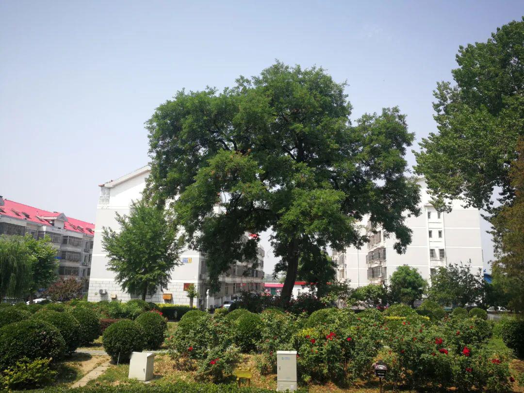 顺义城区这4棵古树,最年长的320岁!