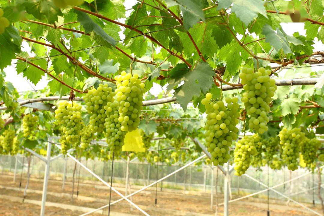 嘉定地产马陆葡萄今天上市啦!来尝一口鲜吗?