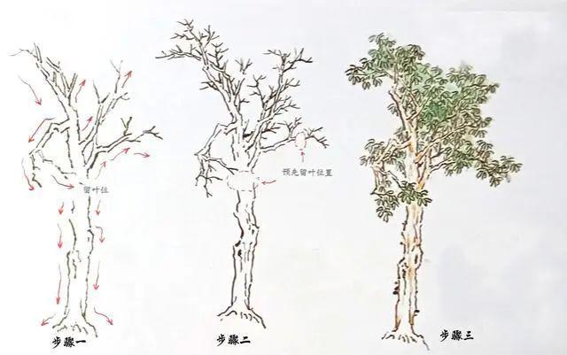 国画技法 树木的画法步骤与作品欣赏_树干