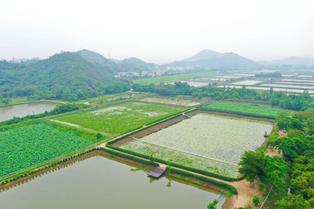 美哭了斗门这些地方荷花已经开了速来打卡