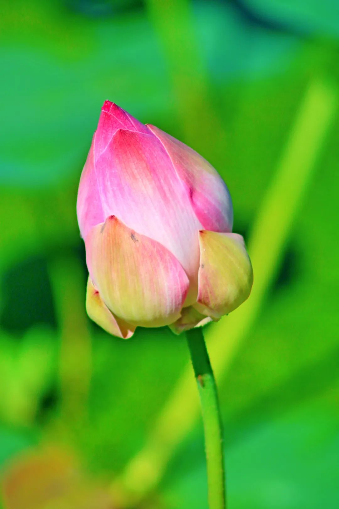 超多美图中山初夏最美风景全都在这找个周末一起去打卡