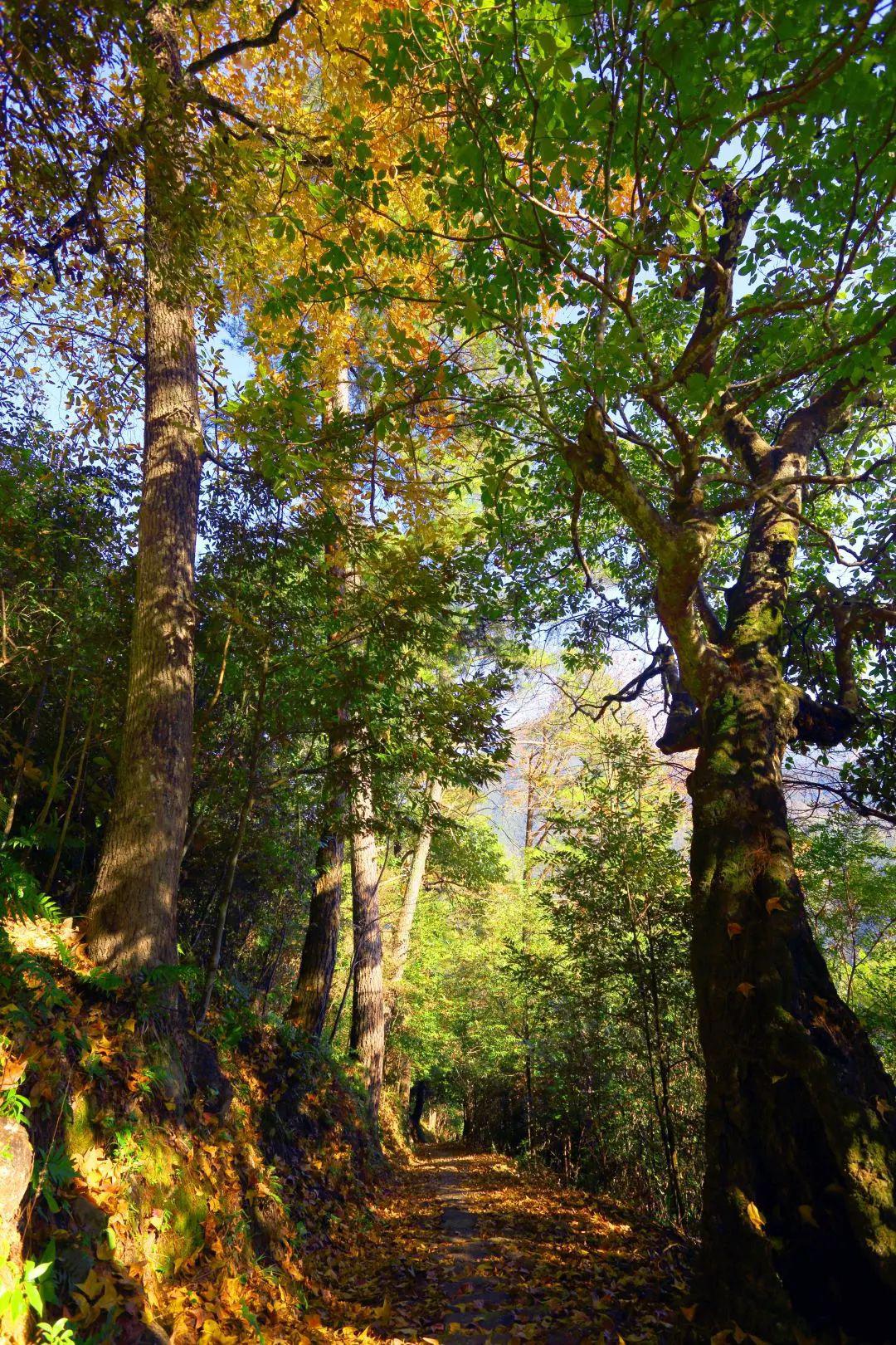 明确的汗息……已找不到穿越林丛攀过高山模糊的汗记留在古道上沿着