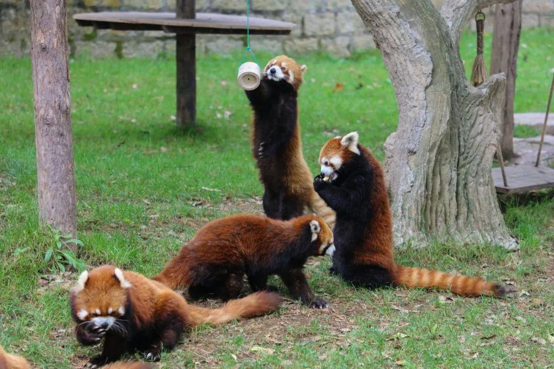 你也想吸小熊猫吗?  快来上海野生动物园看看吧!