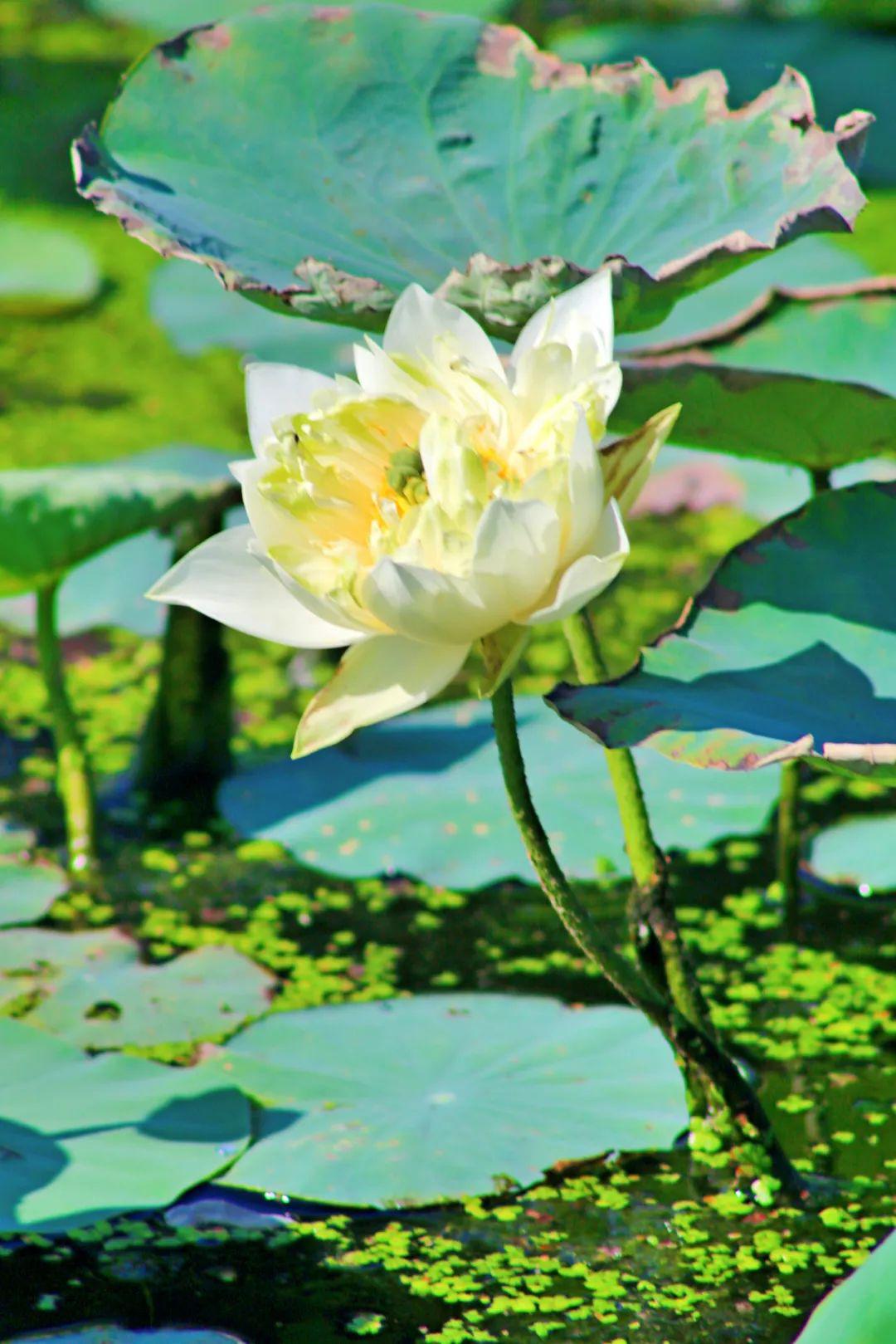 【超多美图】中山初夏最美风景全都在这,找个周末一起去打卡!