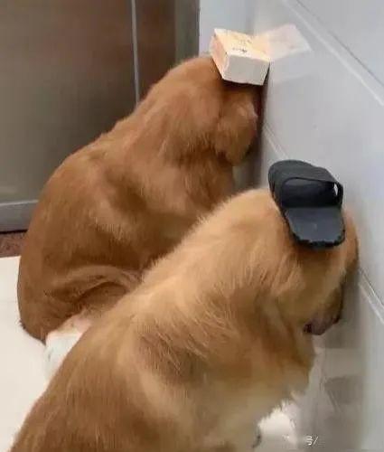 狗狗认错的6大表现你家狗狗中了哪几种