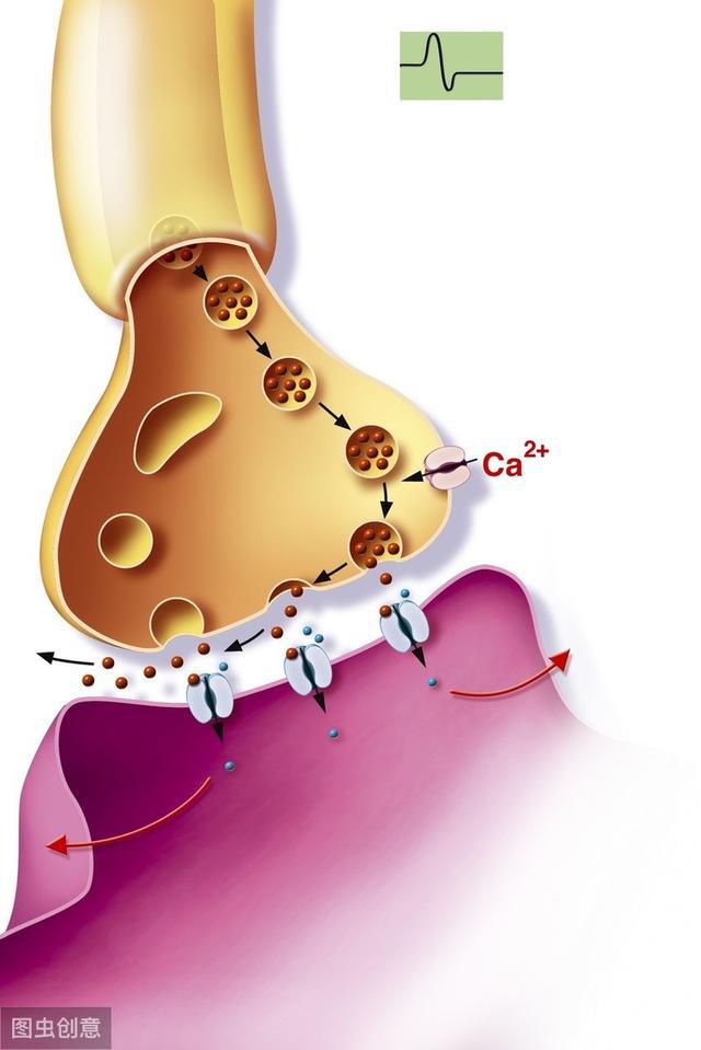 高钙离子浓度是脑外伤加重的重要原因