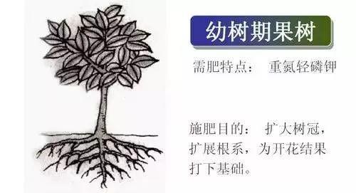 近一半柑橘园氮素超标,柑橘施肥误区多,看完顿时醒悟!_果树