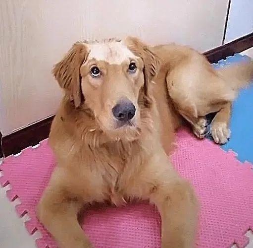 主人回家后,发现狗狗变成秃顶,逮住"凶手"后好好教育了一顿