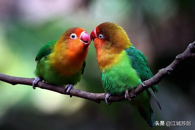 羽毛艳丽爱叫的可爱小精灵鹦鹉鸟惹人爱