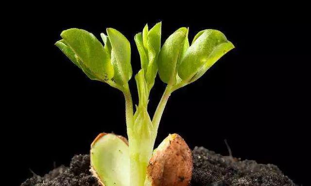 土豆发芽不能吃,其他植物是否可以呢?