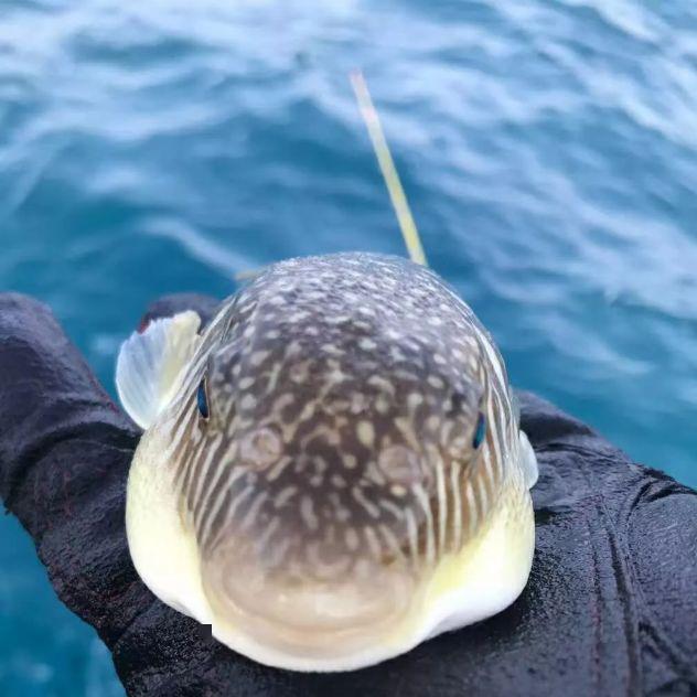 含:船游魚骨沙洲 漁排海釣 趣逗河豚 餵魚體驗 船撈收蟹籠(保證有收穫