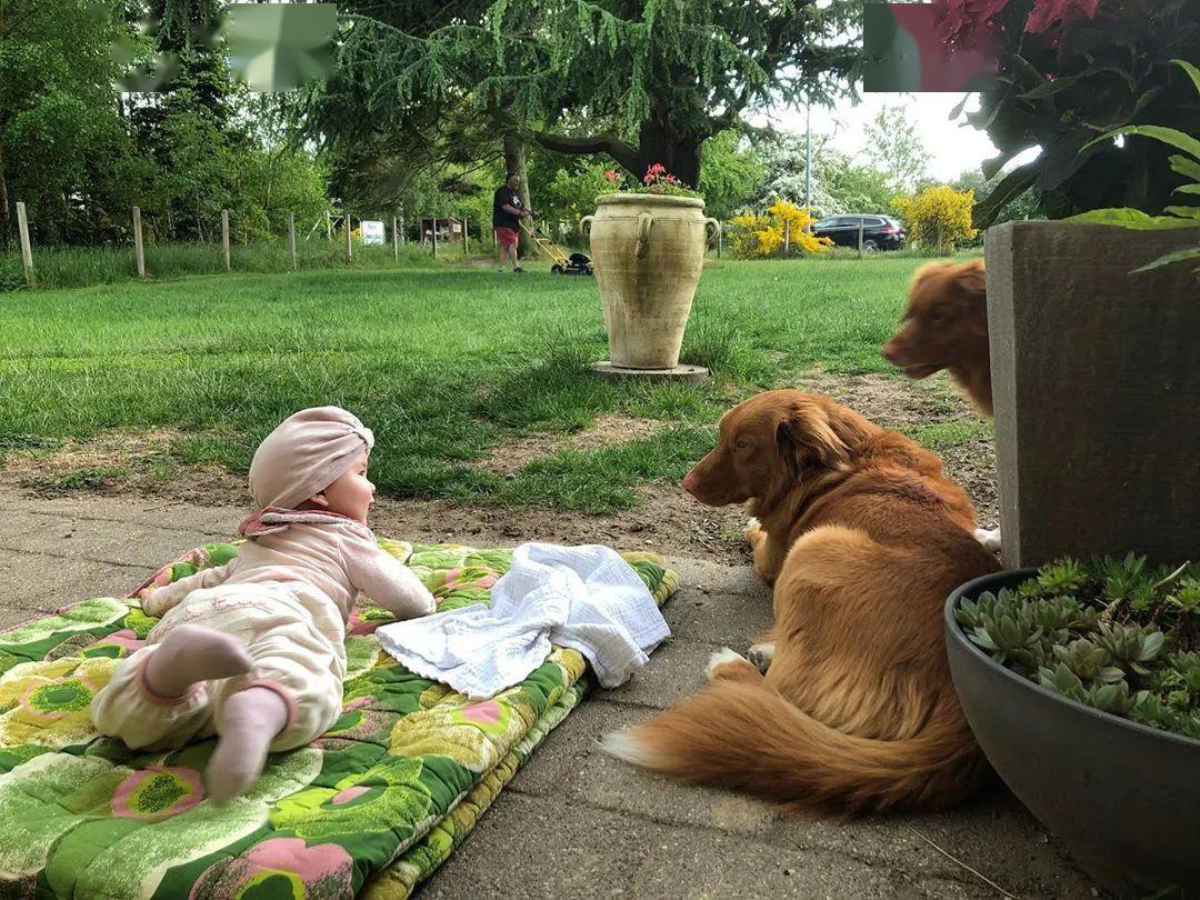 儿童节专辑 | 童年最好的伙伴!狗狗,感恩生命有你!