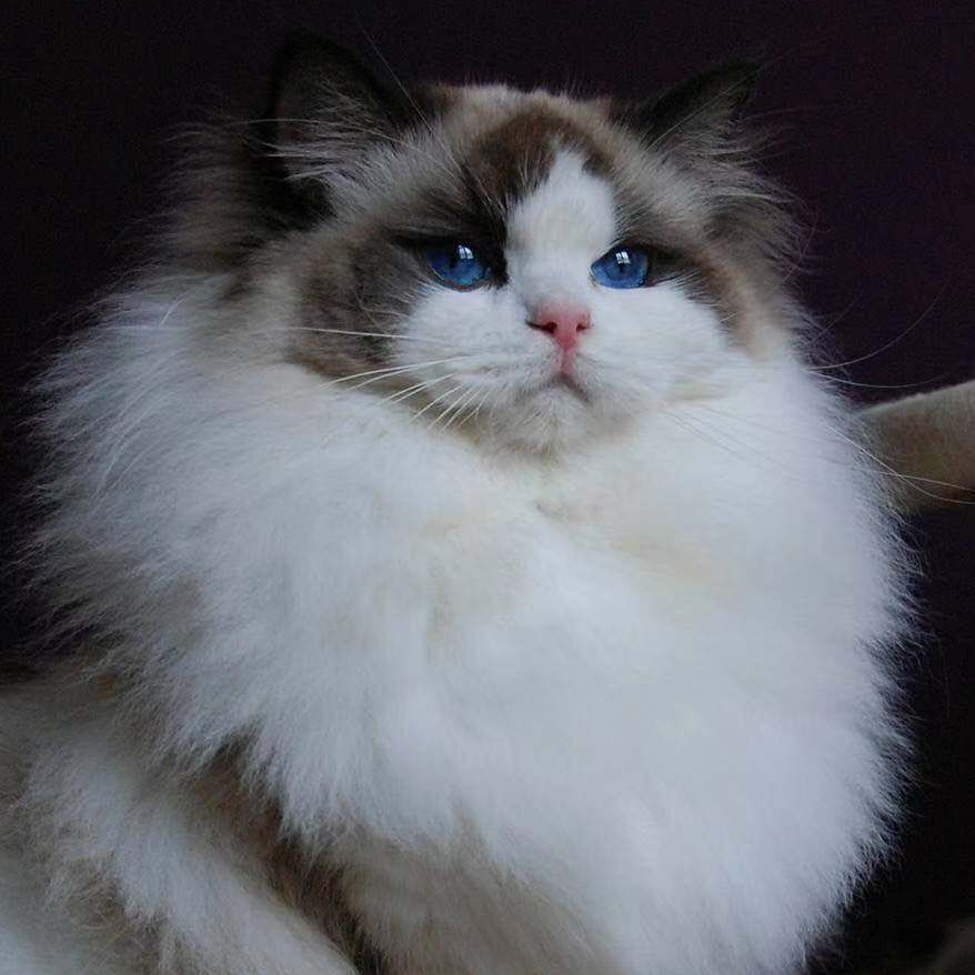 关于开猫舍,你需要知道的。(上篇)_时间_花足_繁育