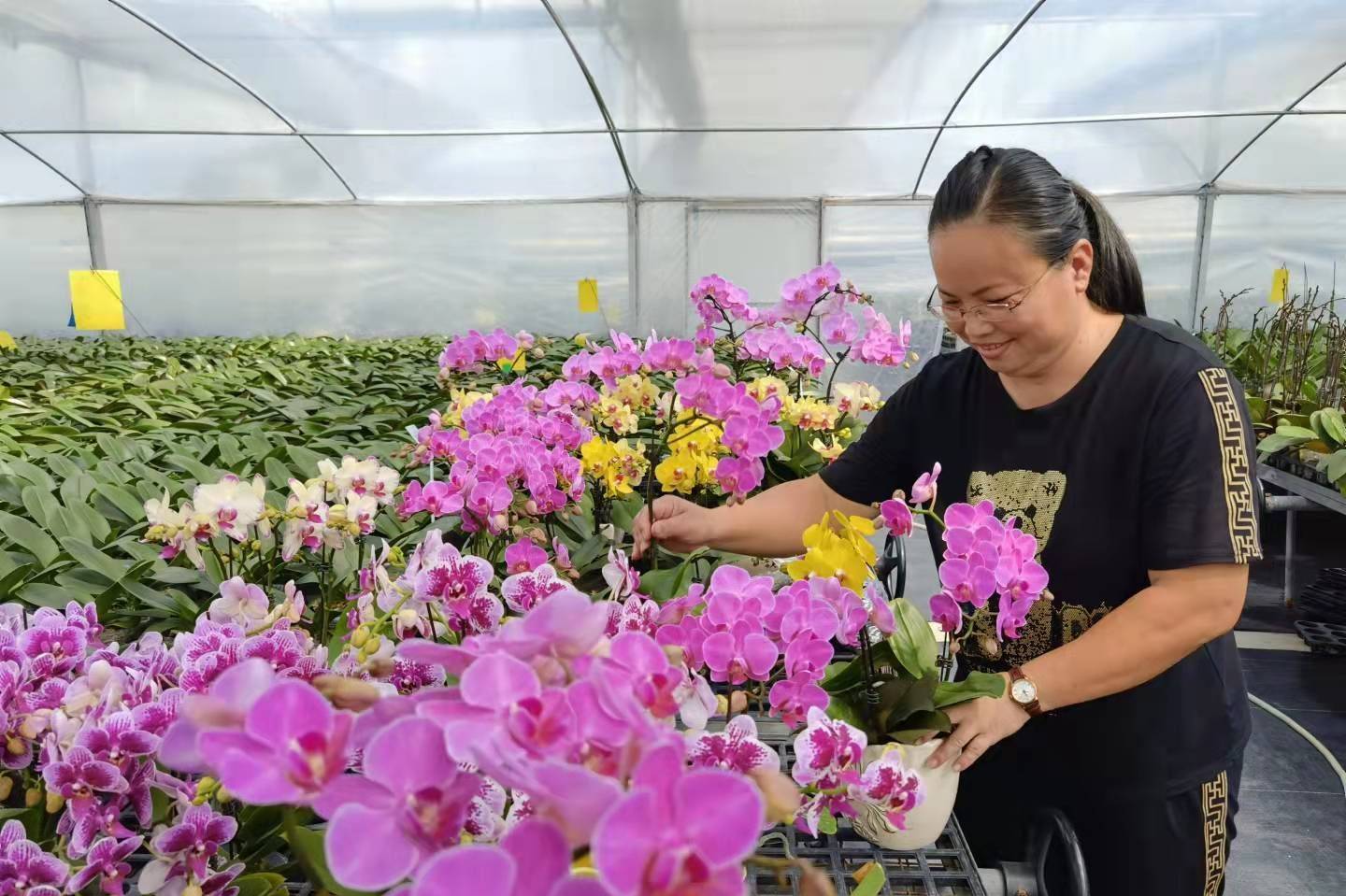 看 温室大棚种满 致富花 农科所 合作社 花农携手打造蝴蝶兰示范基地 市农科所 看 温室大棚种满 致富花 农科所 合作社 花农携手打造蝴蝶兰示范基地 市农科所