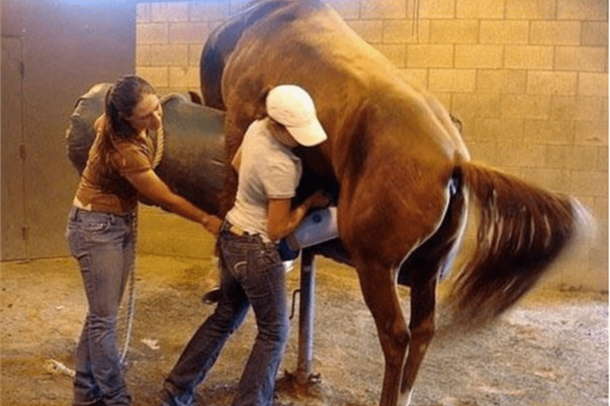 为什么骡子不能生育看看马和驴干了什么事今天总算涨见识了