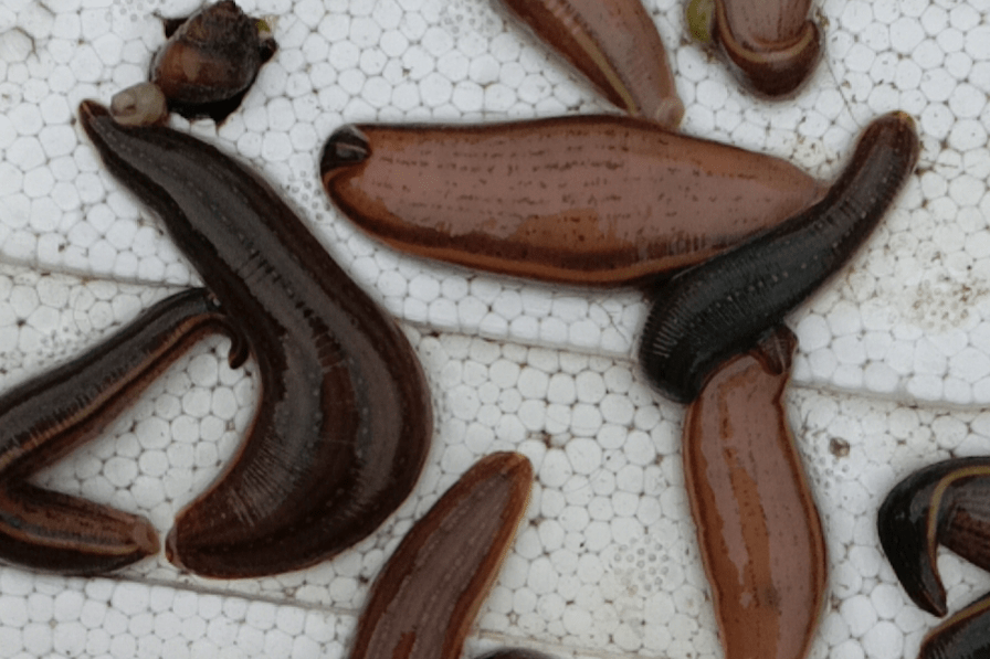 水蛭养殖患有水肿病的水蛭常见症状分析