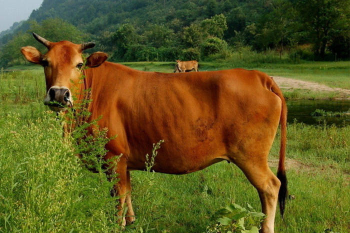 南召县石门乡:南阳黄牛谱写乡村振兴新篇章_石门乡_南召_黄牛