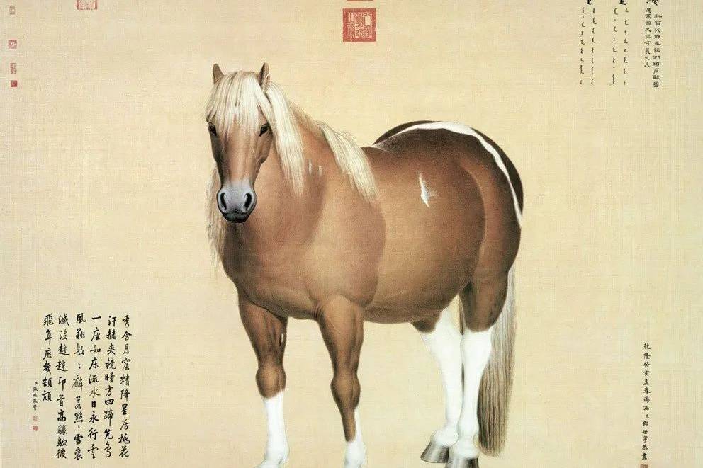 国画鉴赏】——郎世宁《雪点雕》_搜狐网