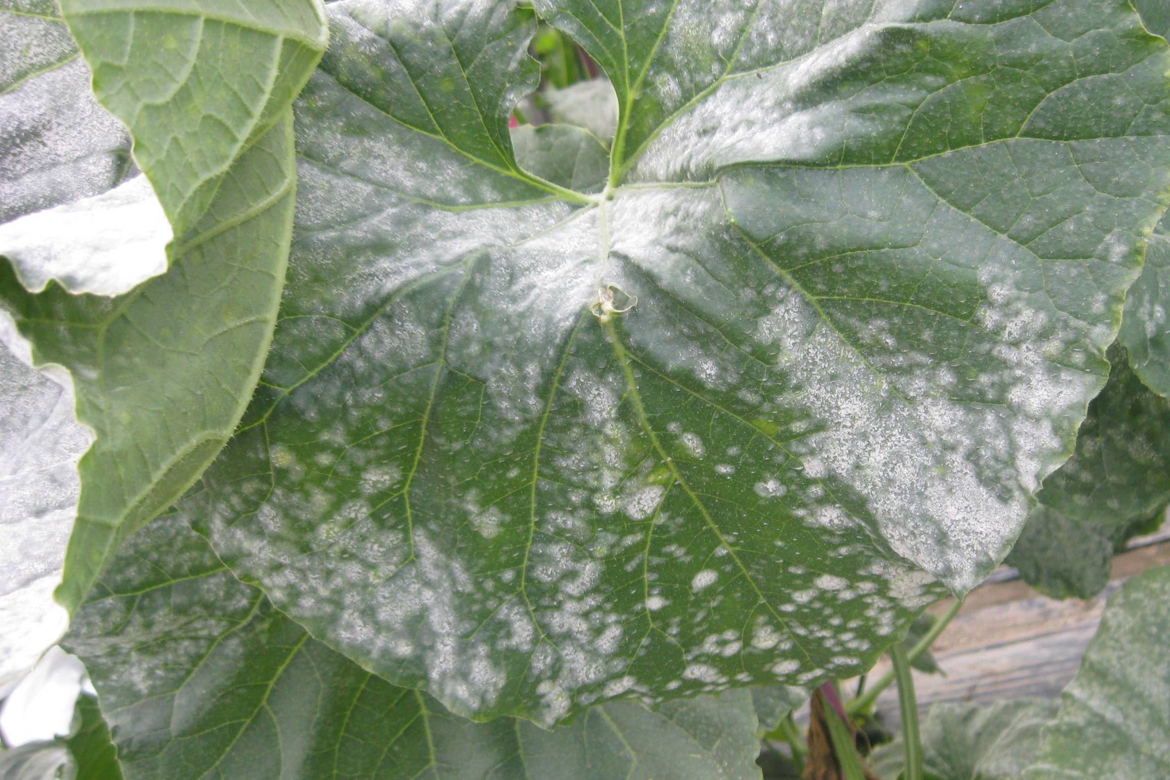 作物病害识别:《黄瓜白粉病识别口诀》