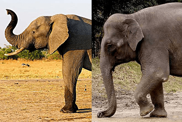 为何亚洲象小时候身上有长毛？难道它们和猛犸在基因上更接近吗？_