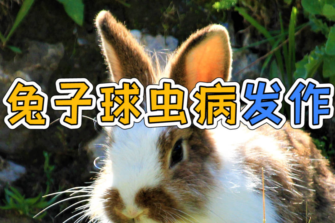 兔子球虫病发作