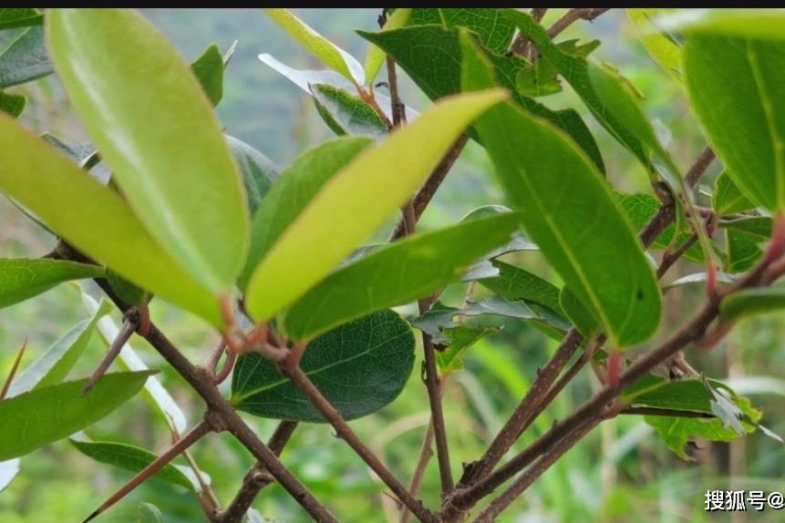 这种长刺植物叫箣柊,是一种野生中草药,简单认识一下