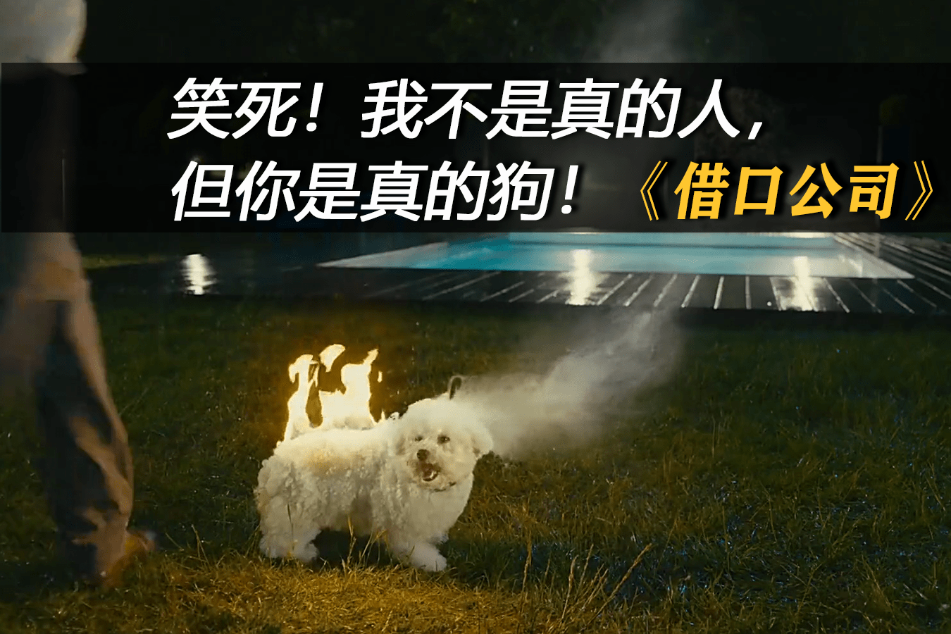 借口笑飞了借口公司电影我不是人但你是真的狗