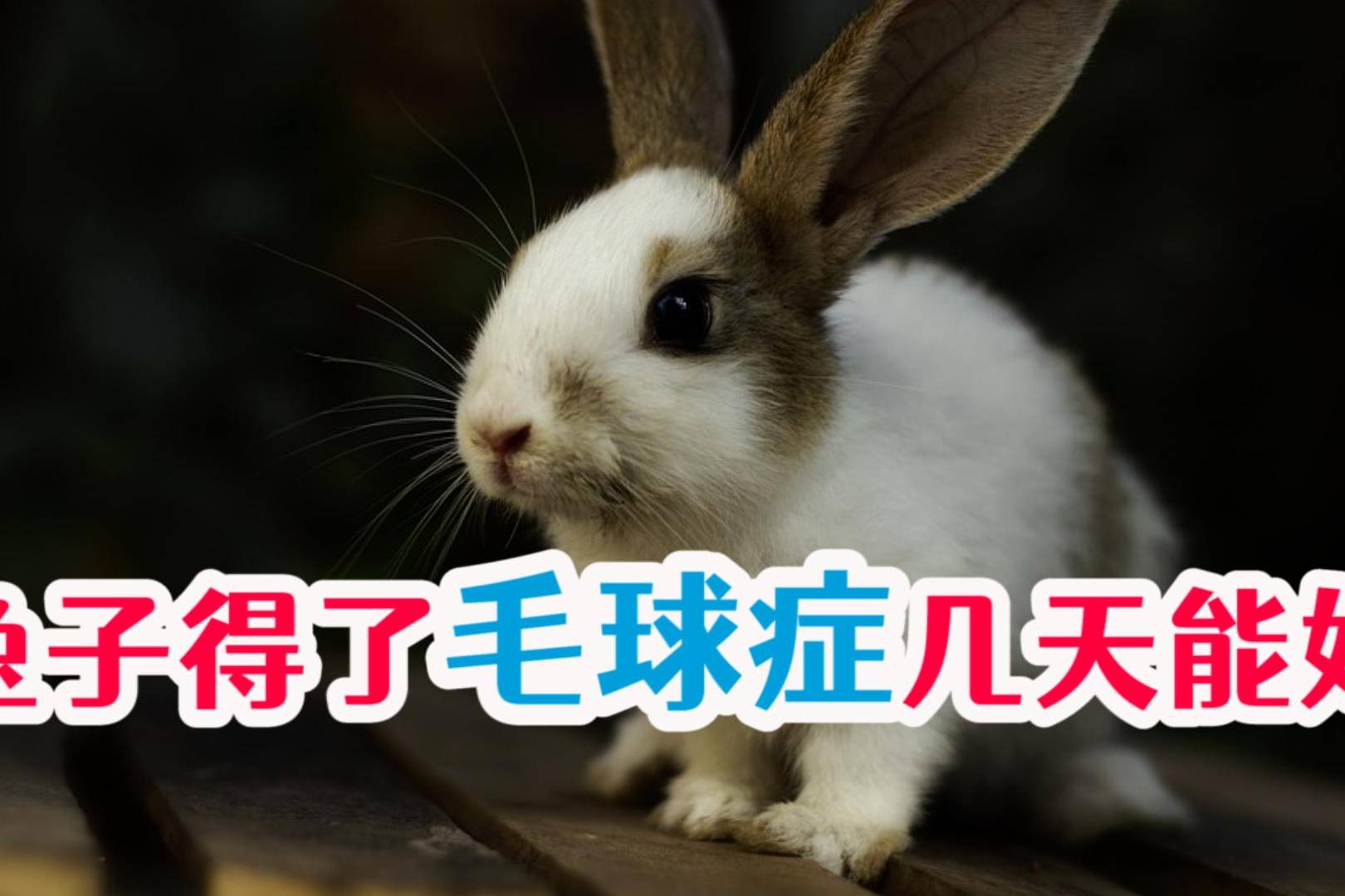 兔子得了毛球症几天能好
