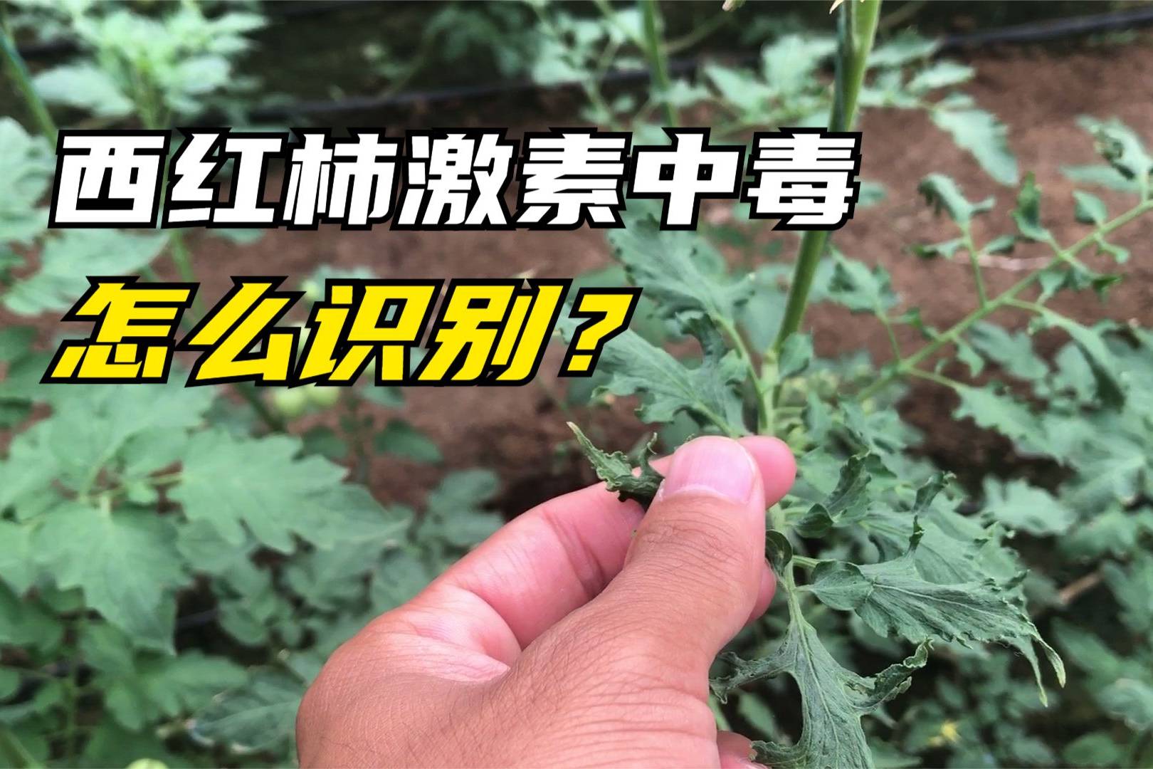 农业知识西红柿激素中毒症状表现有哪些田间地头现场识别