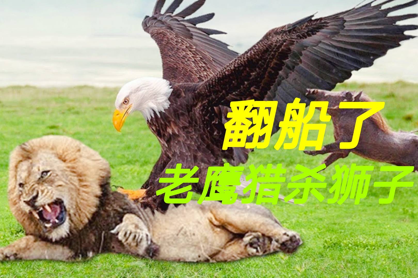 翻船了,老鹰大猎杀狮子,大战300回合才分胜负