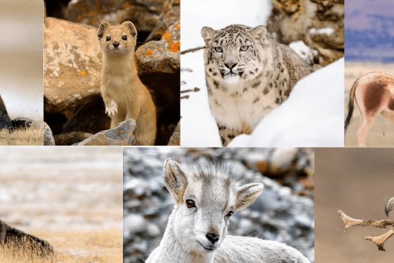 単行本(実用)　<<生物科学・一般生物学>> 三江源国家公園高原動物植物図鑑 中国初の国家公園 永久保存版 中国初の国家公園 三江源国家公園 高原動物植物図鑑 | 王湘国
