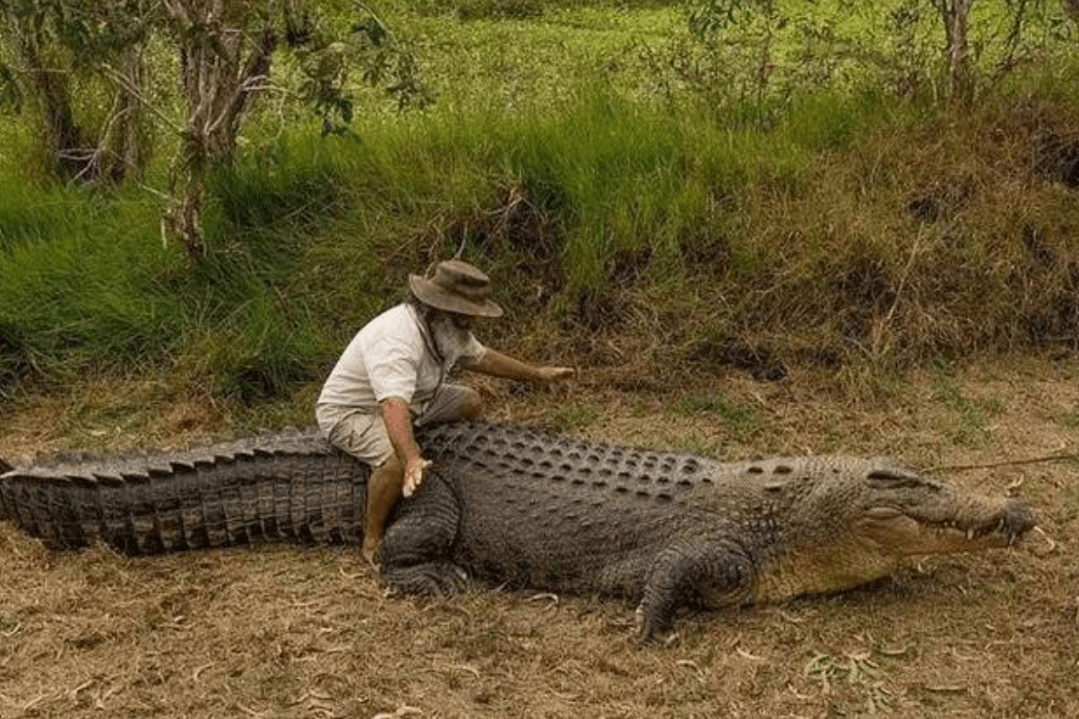 鳄鱼在澳洲泛滥成灾不断上演人鳄大战10万条鳄鱼该如何处理