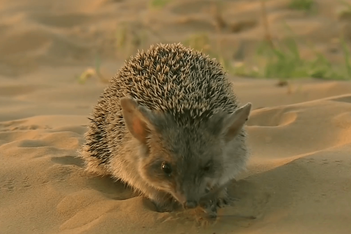 128一只沙漠刺猬正在享用美食突然老鹰飞向它冲了过来结果如