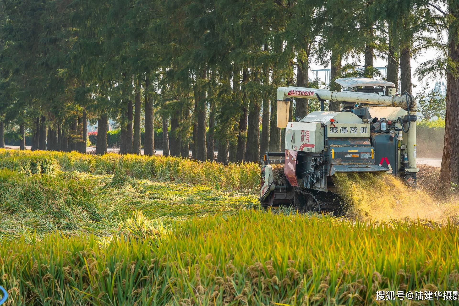 金色田野的收获季无锡玉祁镇的稻田开始收割了