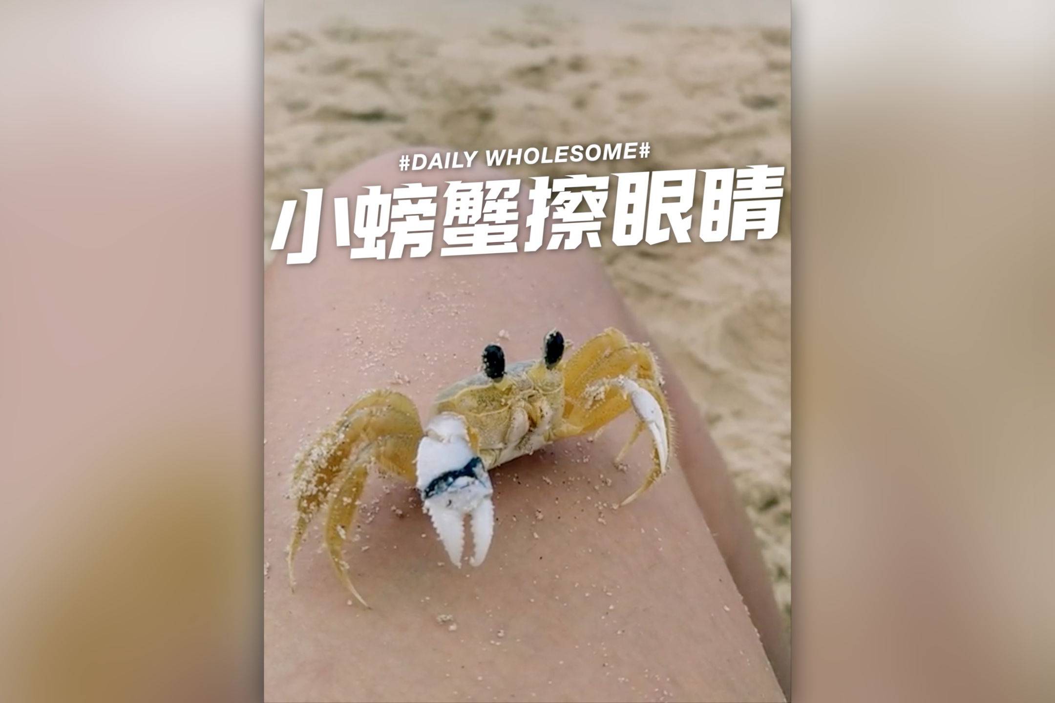 小螃蟹擦眼睛